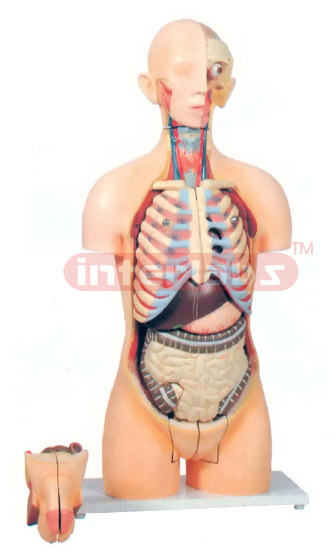 HUMAN TORSO WITH INTERCHANGEABLE SEX ORGANS (MALE & FEMALE)